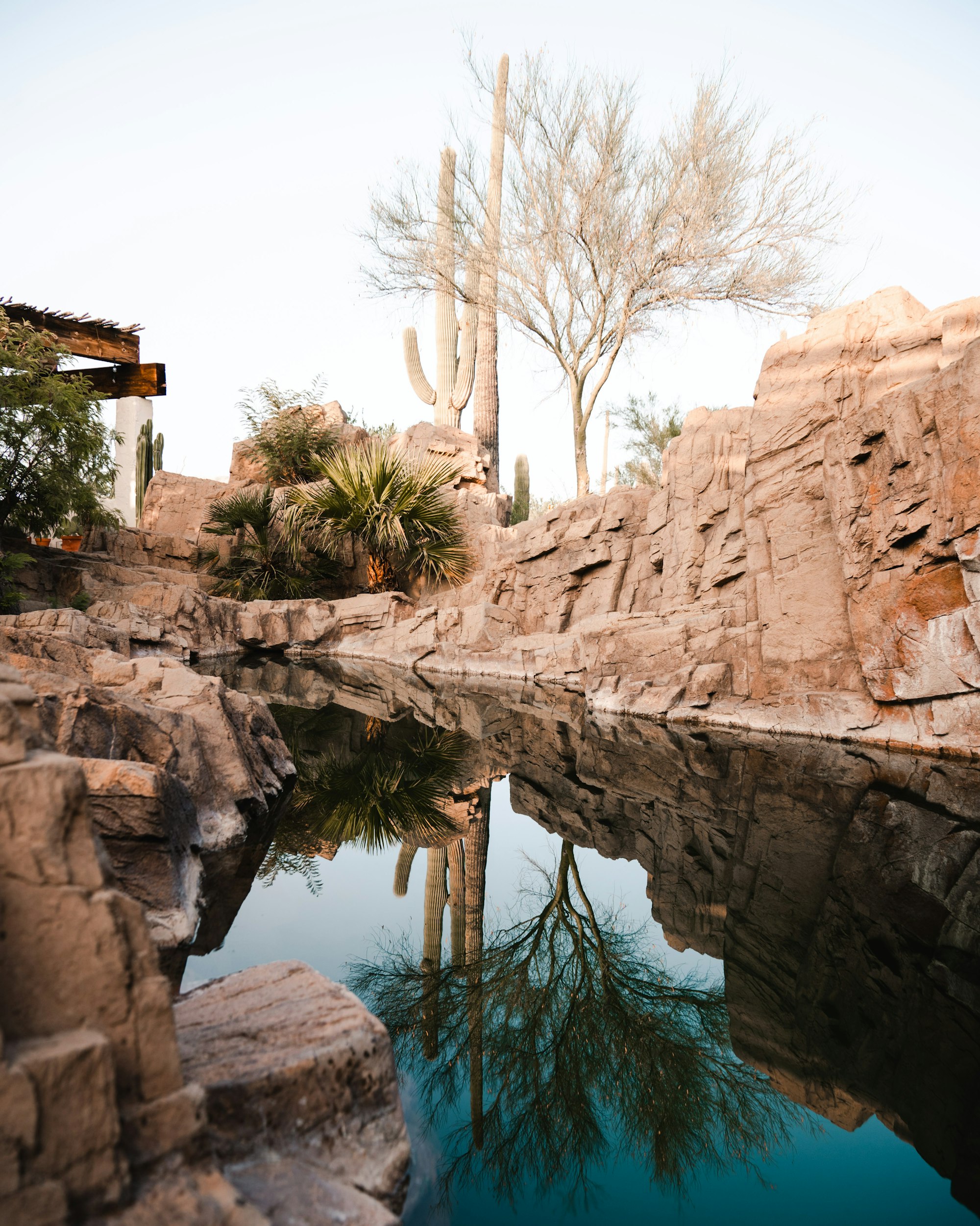 A clear desert pool reflecting tall cactus and warm Arizona rock