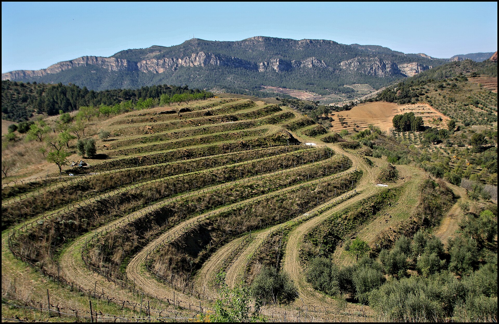Terraced vineyards across the hills of Priorat